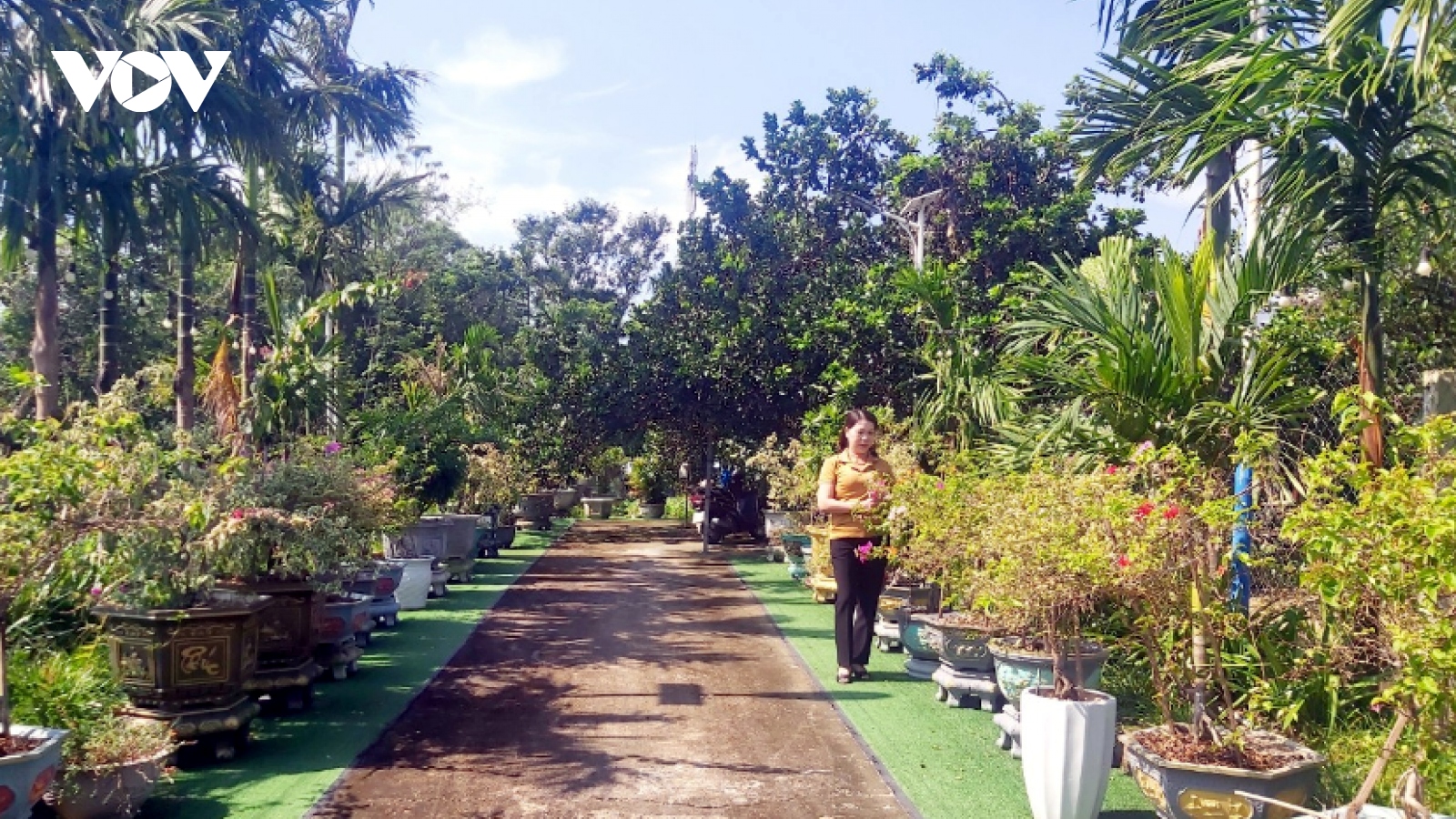 Mô hình vườn mẫu ở Quảng Nam đang mang lại hiệu quả kinh tế cao