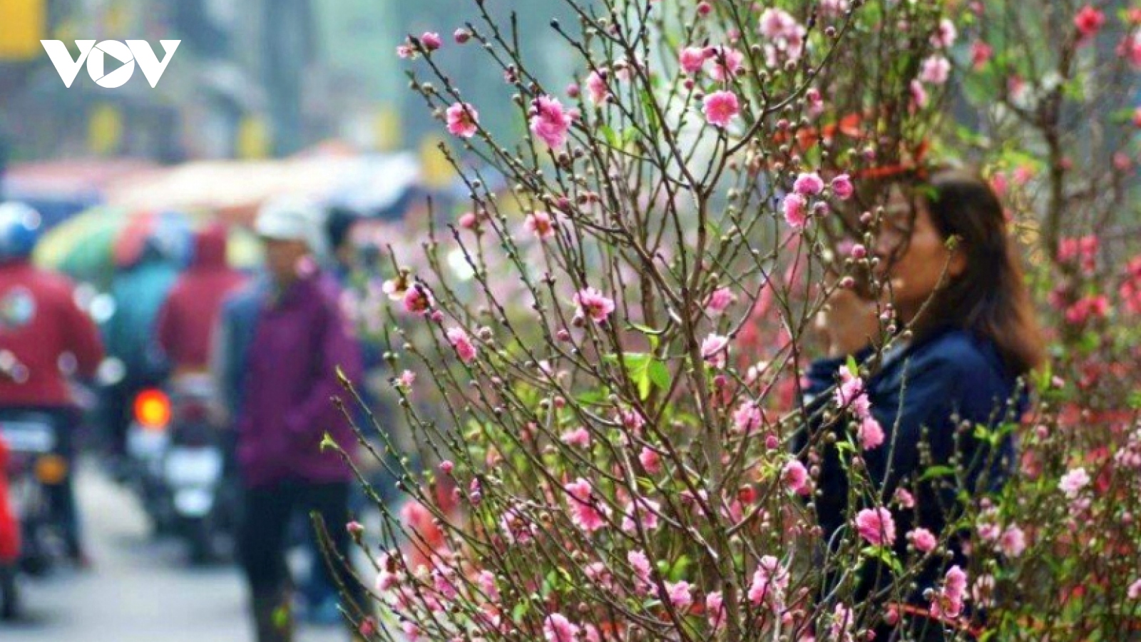 Hà Nội tổ chức 91 điểm chợ hoa xuân phục vụ Tết Quý Mão 2023