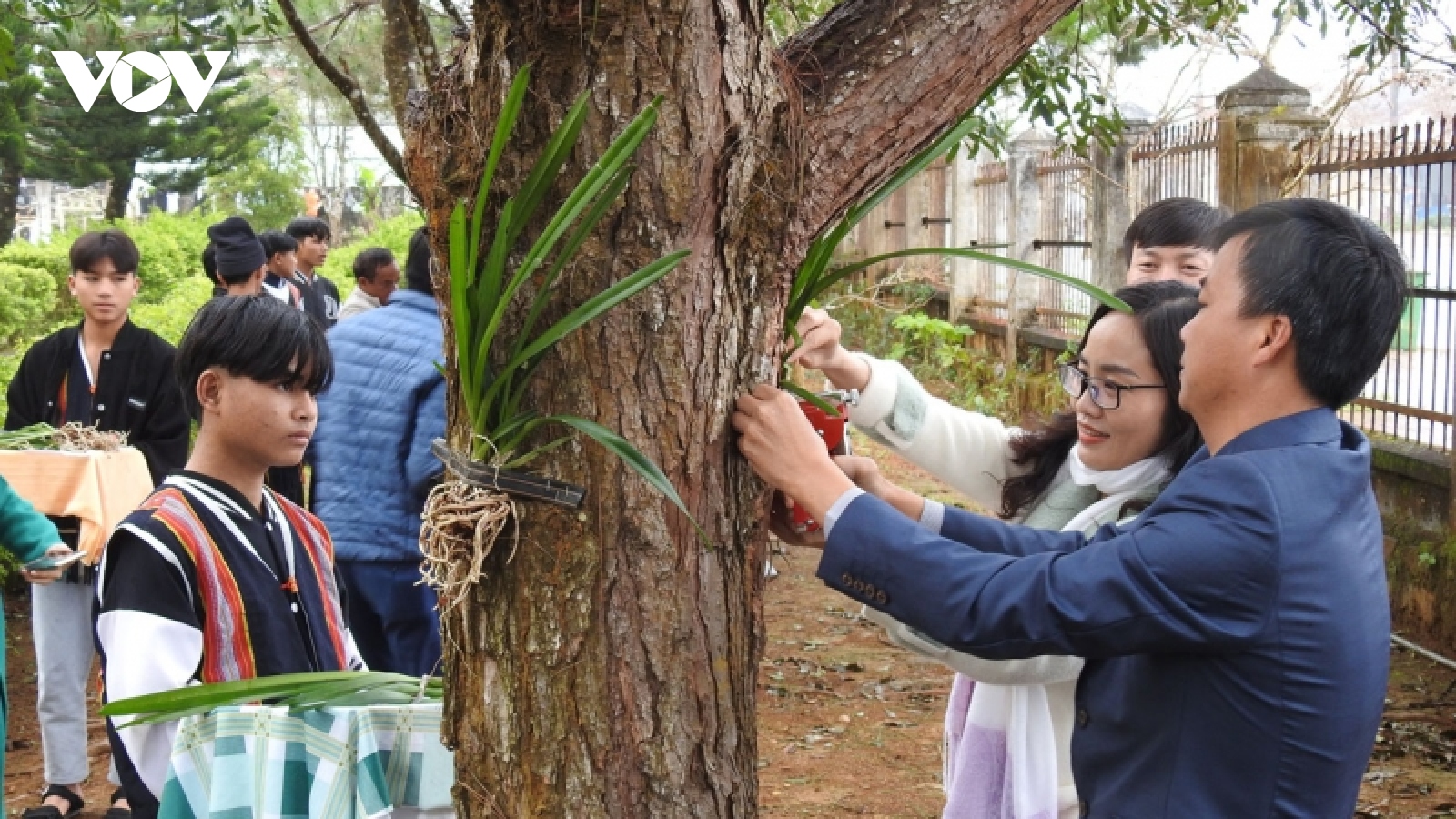 Bảo tồn các giống lan rừng ở Khu du lịch sinh thái quốc gia Măng Đen