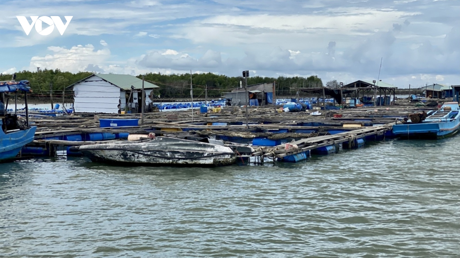 Nhiều hộ nuôi cá lồng bè ở Bà Rịa - Vũng Tàu giảm quy mô