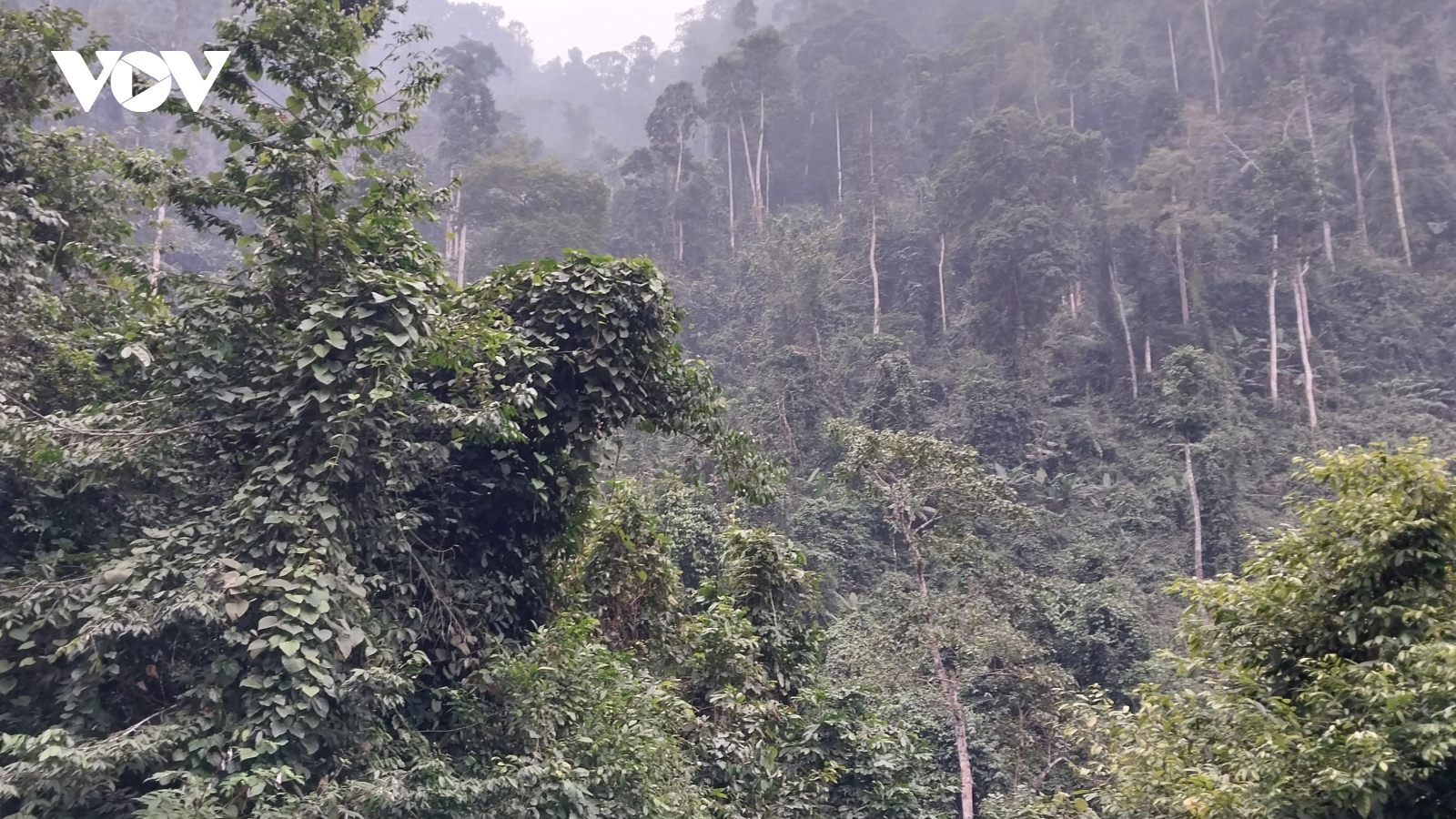 Bảo vệ phát triển rừng bền vững ở Na Hang, Tuyên Quang