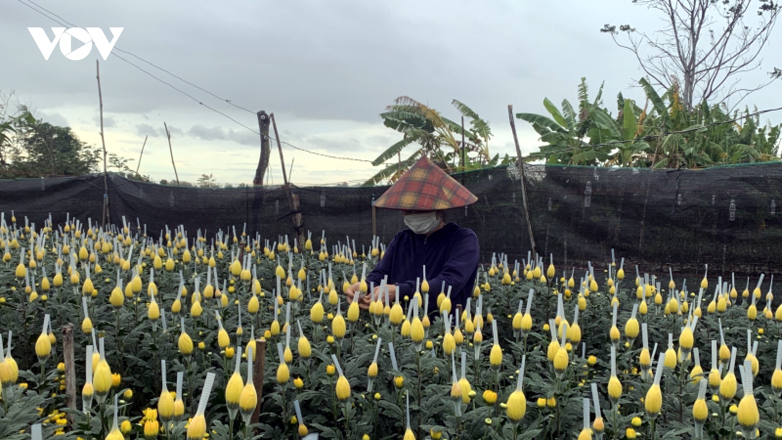 Nông dân Đắk Lắk tất bật cho vụ hoa Tết