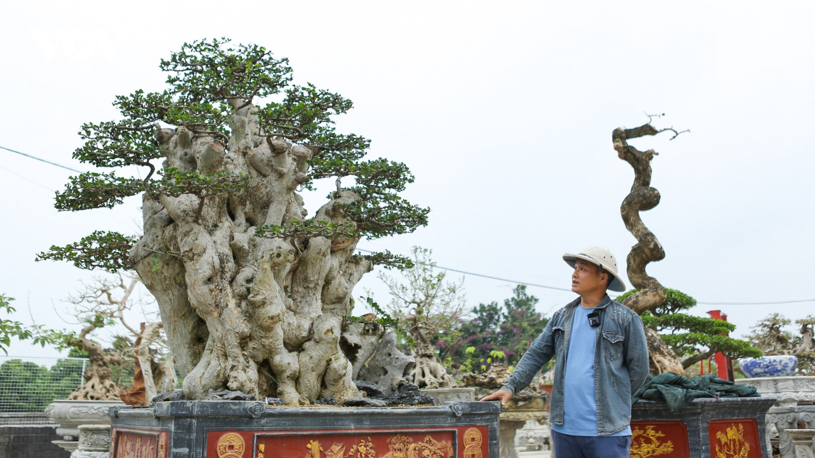 Độc đáo gốc duối cổ thụ mập, lùn ở Bắc Giang có giá hơn 200 triệu đồng