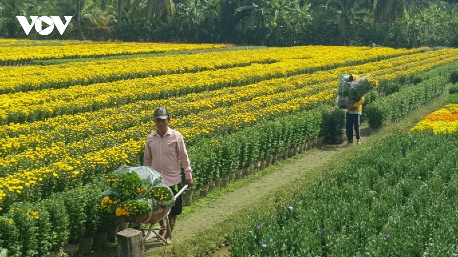 Hơn 50% giỏ hoa Tết ở Tiền Giang đã được bán ngay tại ruộng