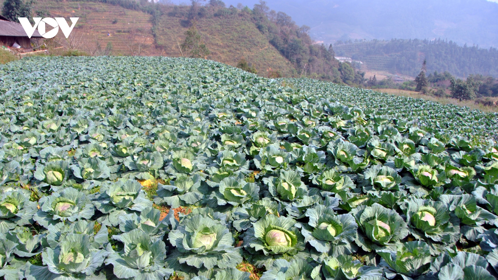 Nông dân Sa Pa tăng thu nhập hàng chục lần từ trồng rau, trồng ớt