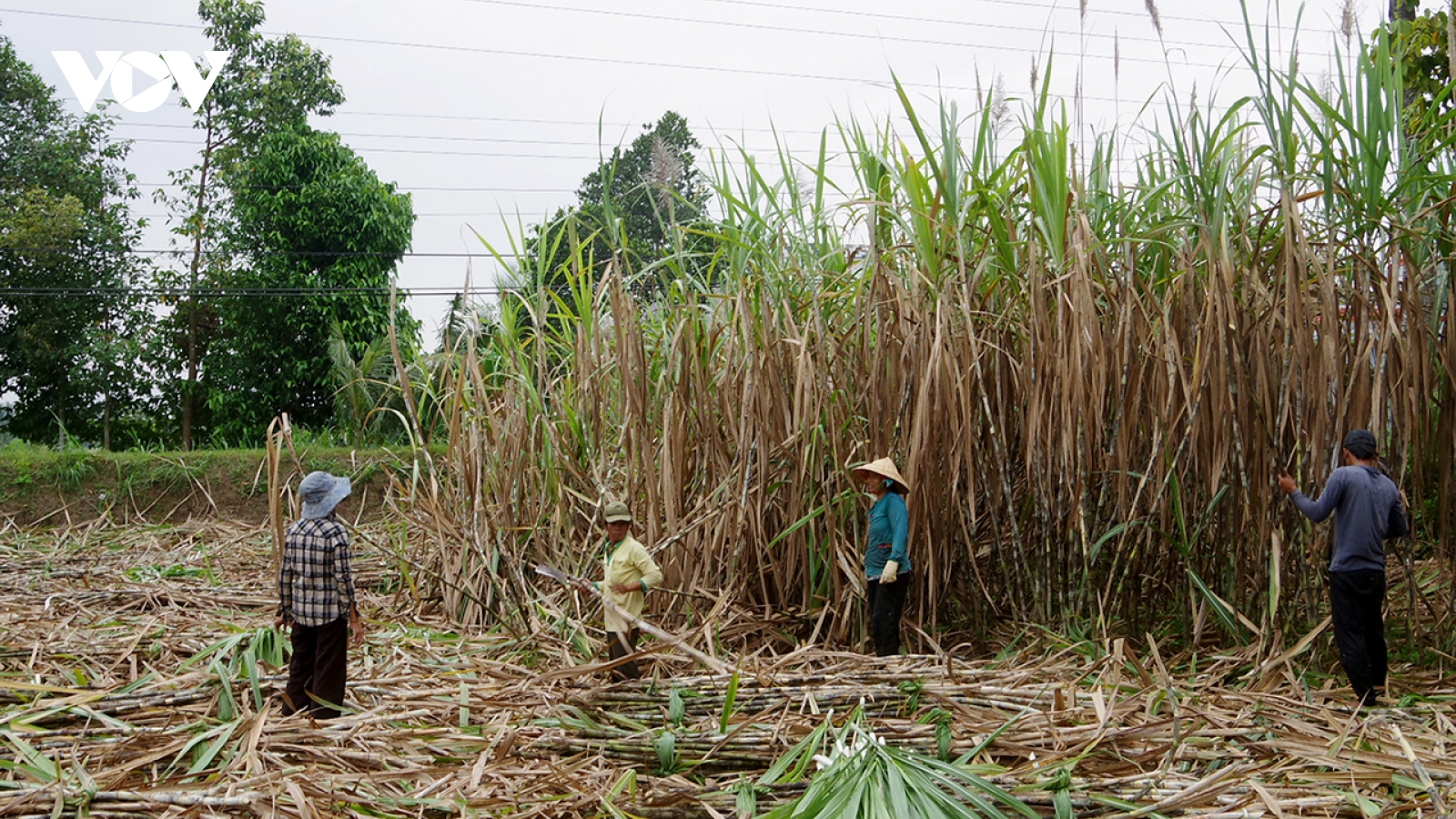Nông dân trồng mía ở Trà Vinh đã có lãi sau nhiều năm thua lỗ