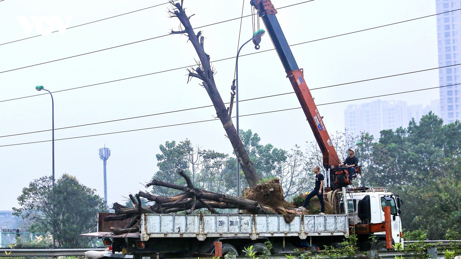 Loạt cây xanh chết khô trên Đại lộ Thăng Long được di chuyển đến nơi khác