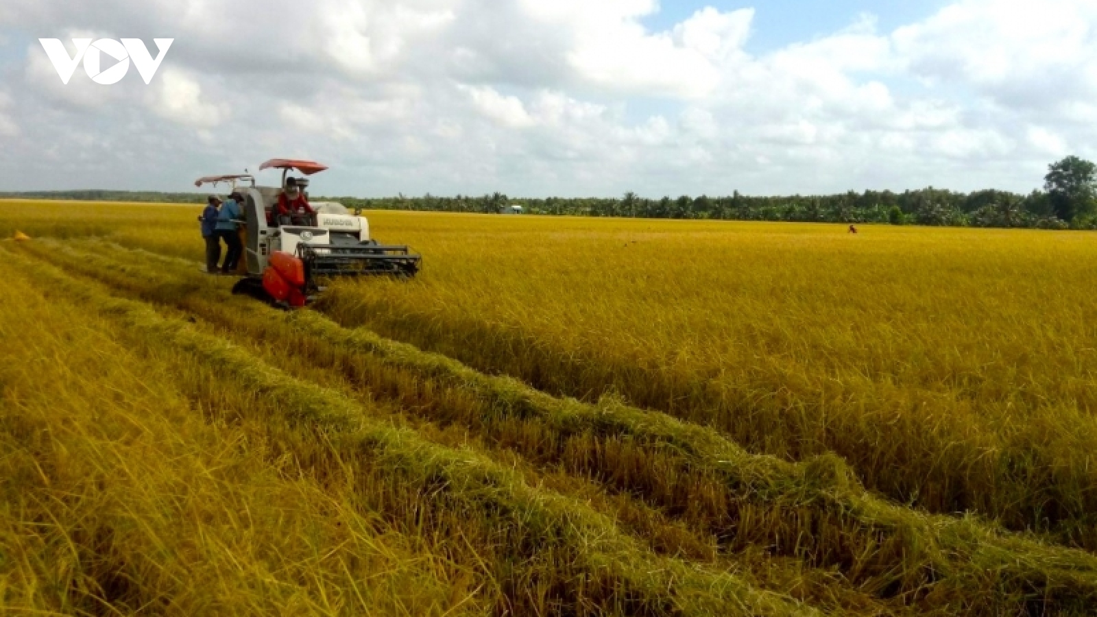 Nông dân Cà Mau phấn khởi vì lúa trúng mùa, được giá