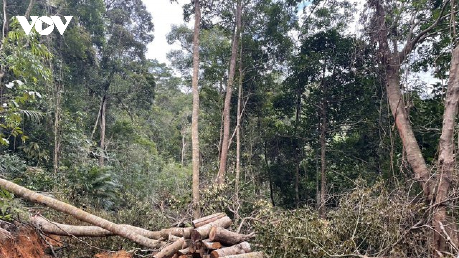 Khánh Hòa yêu cầu xử lý nghiêm vụ phá rừng tại thị xã Ninh Hòa