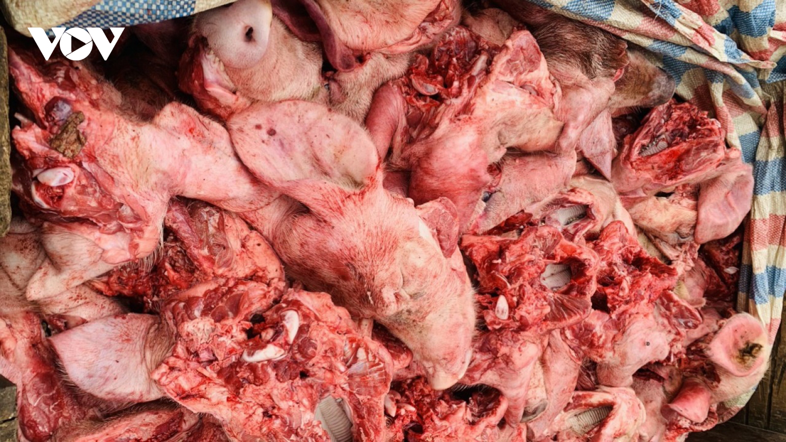 Phát hiện và tiêu hủy 350kg đầu lợn màu sắc tím tái, bốc mùi hôi thối