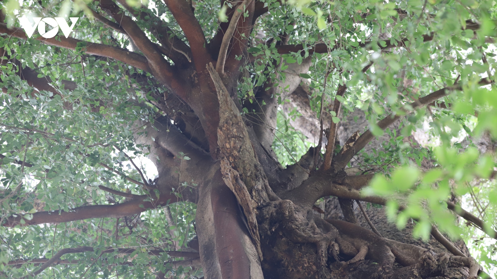 Nhiều loại cây hàng trăm tuổi ở Ngọc Chiến được công nhận là cây di sản Việt Nam