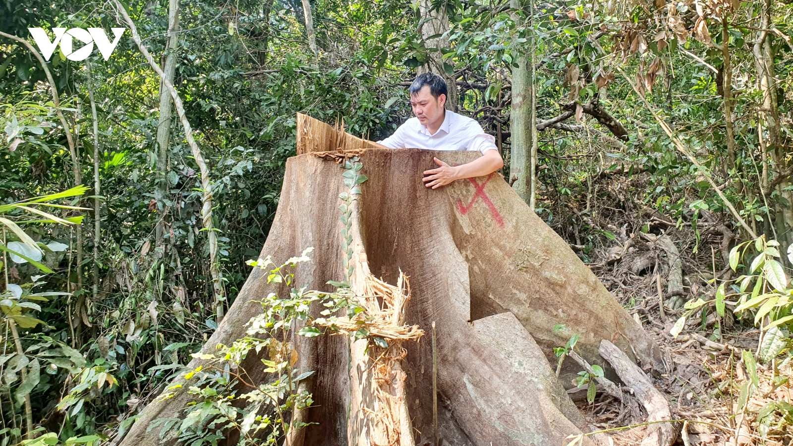 Ai đốn hạ nhiều cây gỗ lớn trong rừng phòng hộ ở Bình Định?