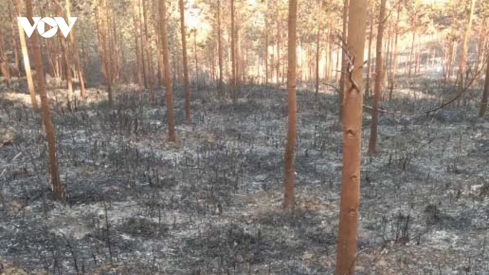 Thông tin mới nhất vụ cháy rừng khiến 2 người tử vong