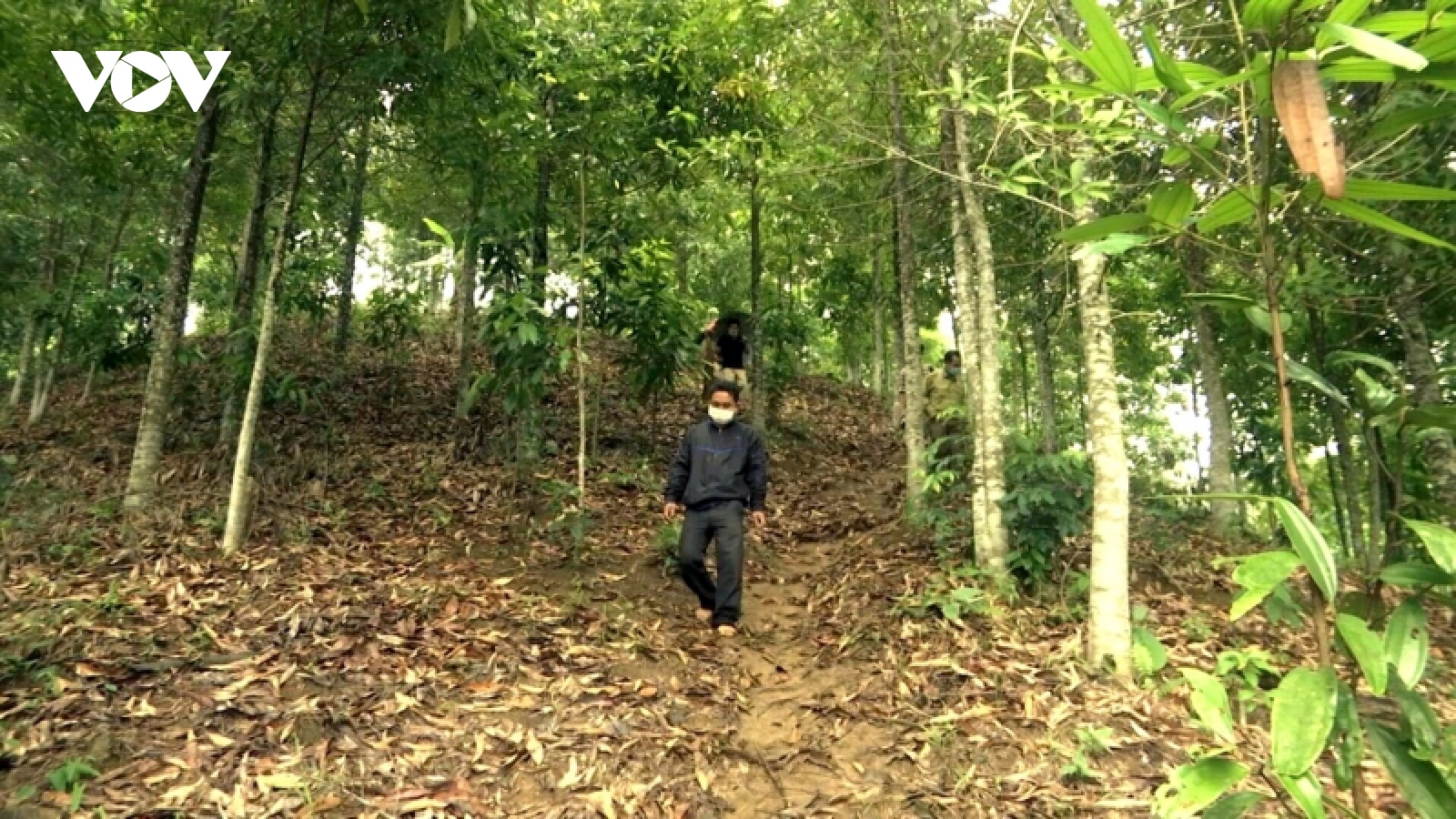 Quảng Nam khuyến khích dân miền núi bỏ trồng keo sang trồng rừng gỗ lớn