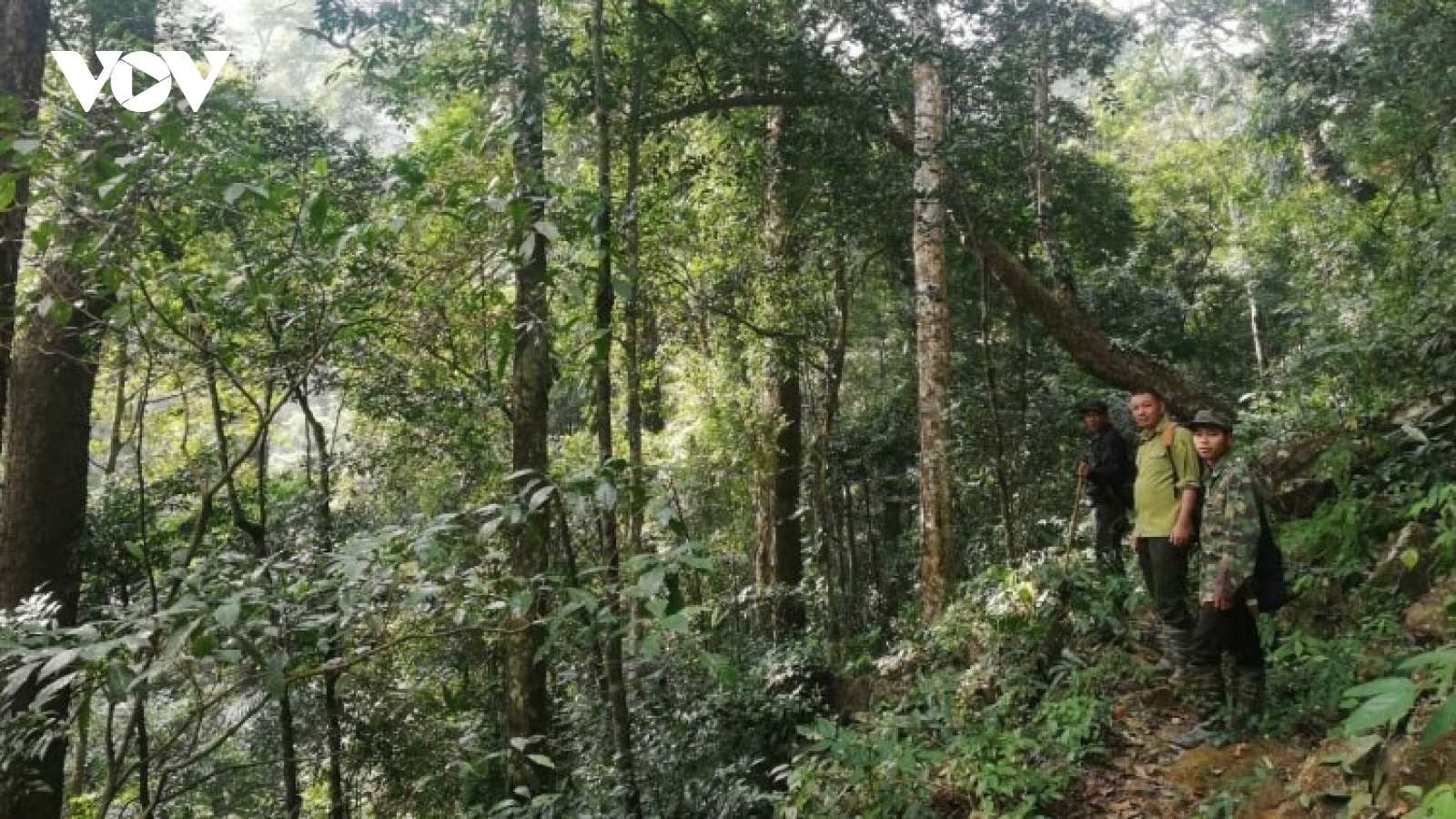 Cần mức hỗ trợ tương xứng để người dân "sống" được từ bảo vệ rừng