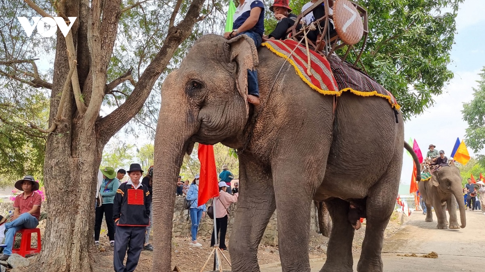 Độc đáo lễ cúng sức khỏe cho voi ở Buôn Đôn - Đắk Lắk