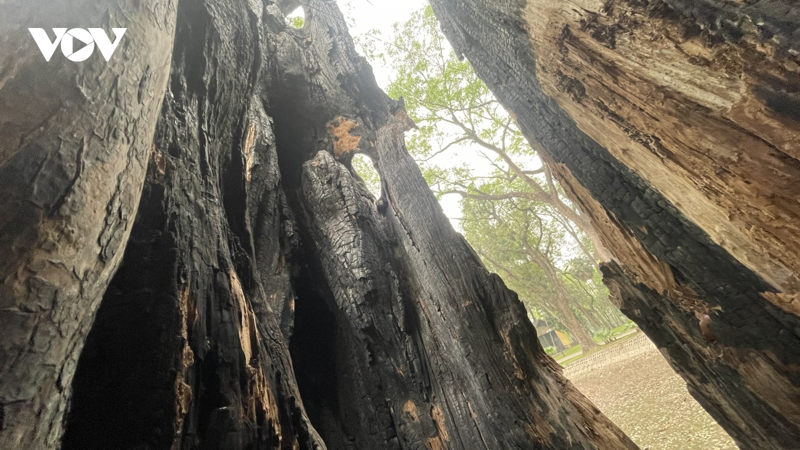 Hàng loạt cây cổ thụ chết khô trong công viên Bách Thảo, Hà Nội
