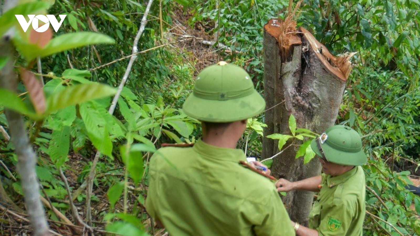 Quảng Trị xảy ra nhiều vụ phá rừng tự nhiên