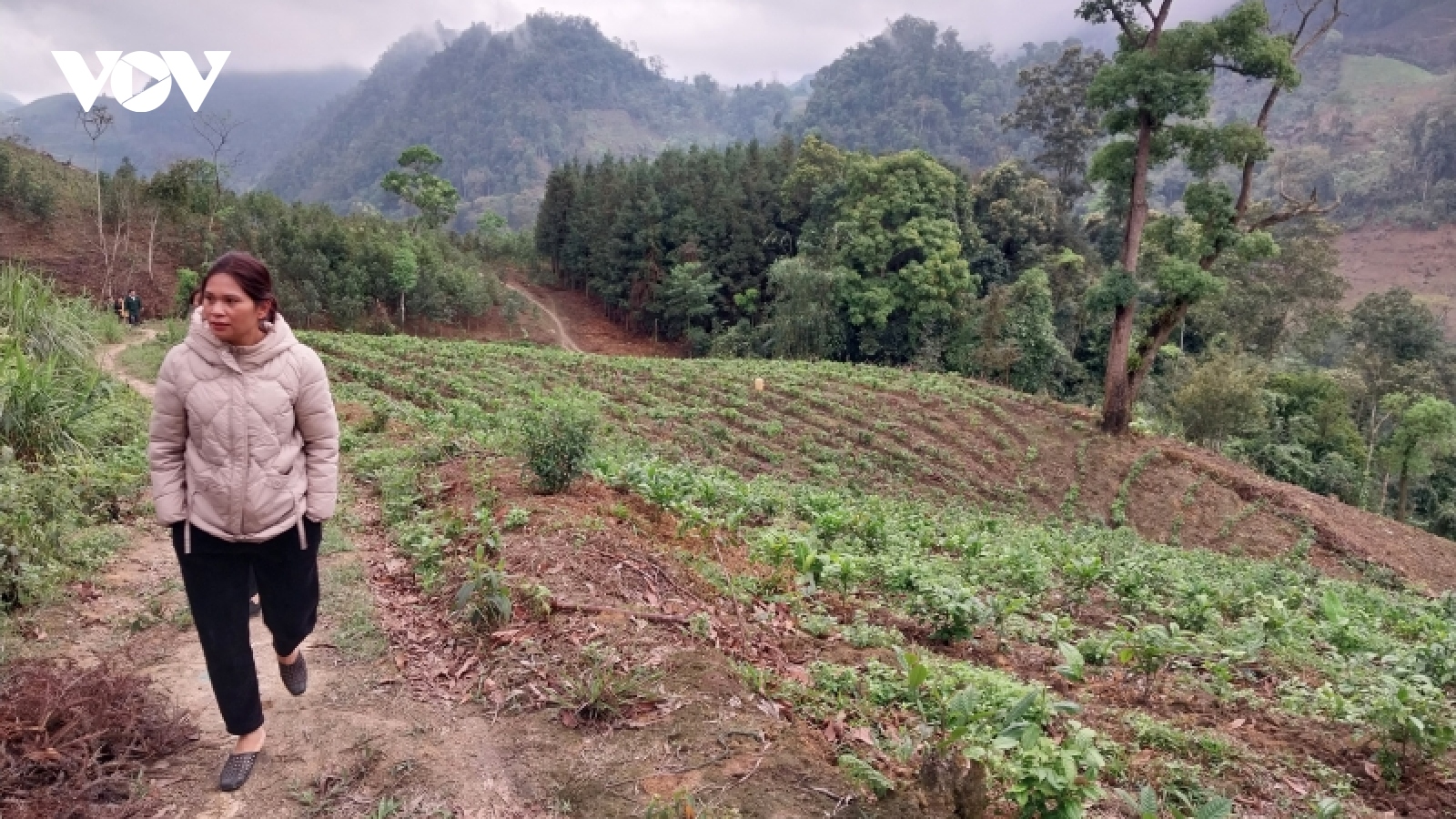 Chuyển đổi số lĩnh vực nông nghiệp giúp kinh tế Lào Cai phát triển kinh tế