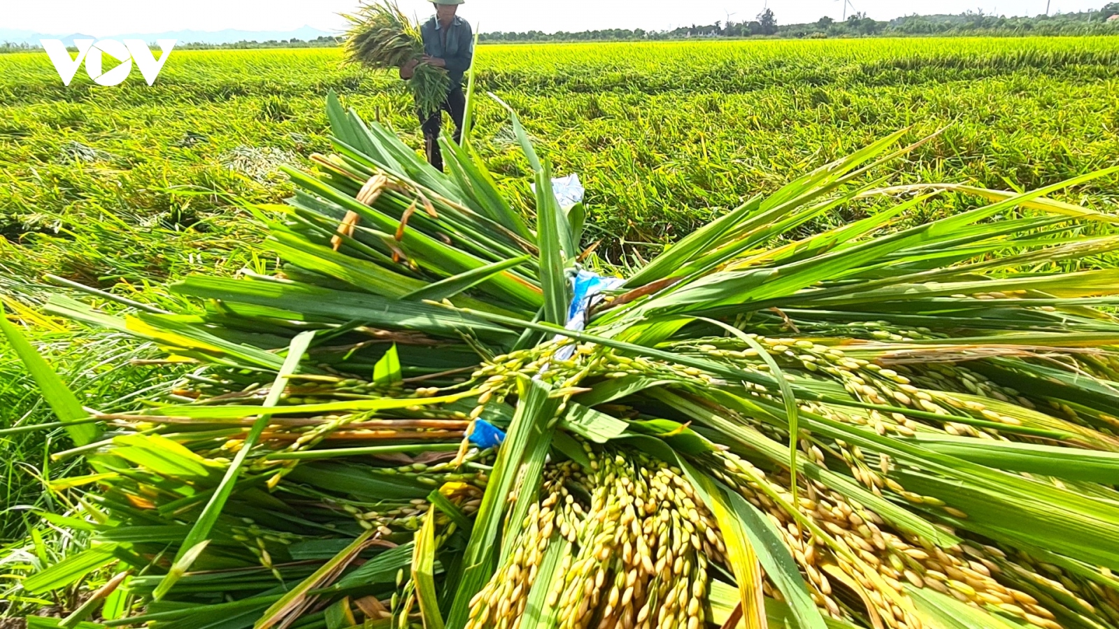 Quảng Bình: Ngậm ngùi gặt lúa xanh vì dông lốc
