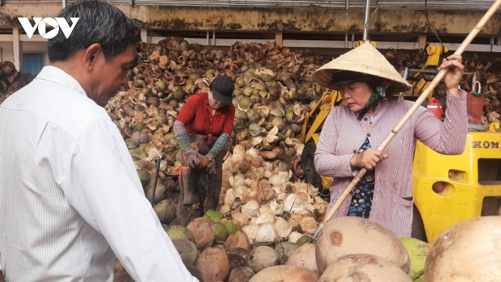 Doanh nghiệp mua dừa tại Bến Tre nỗ lực giải quyết khoản nợ đối với nhà vườn