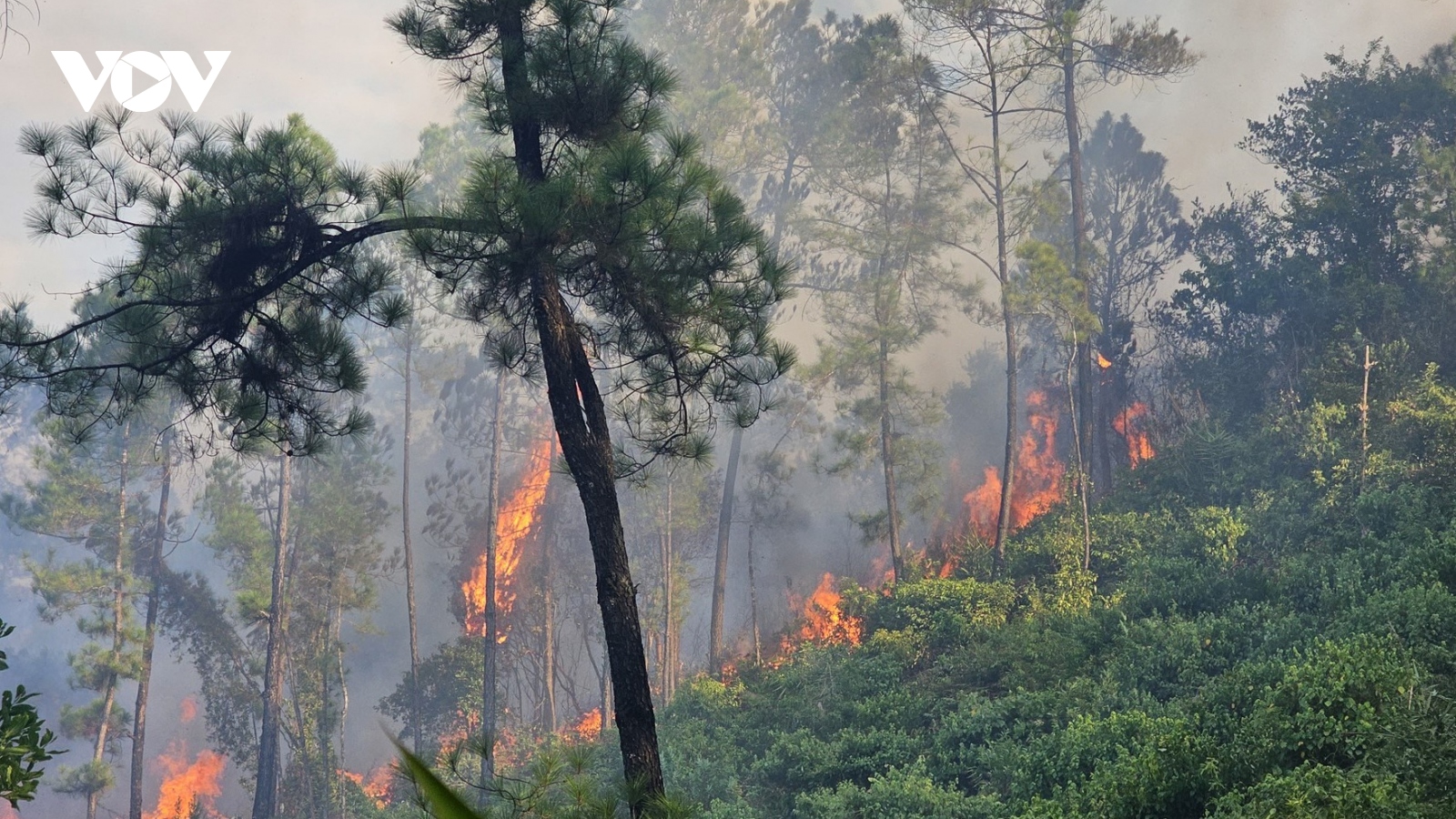 Cháy rừng thông ở Huế