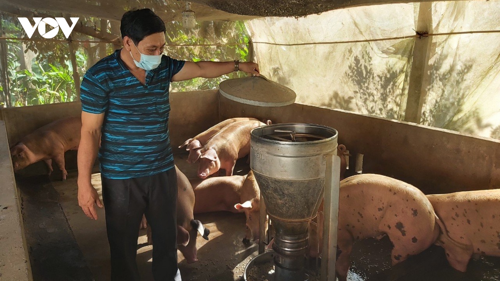 Hàng trăm hộ nuôi heo ở Tiền Giang chưa được hỗ trợ tiền tiêu hủy heo bệnh