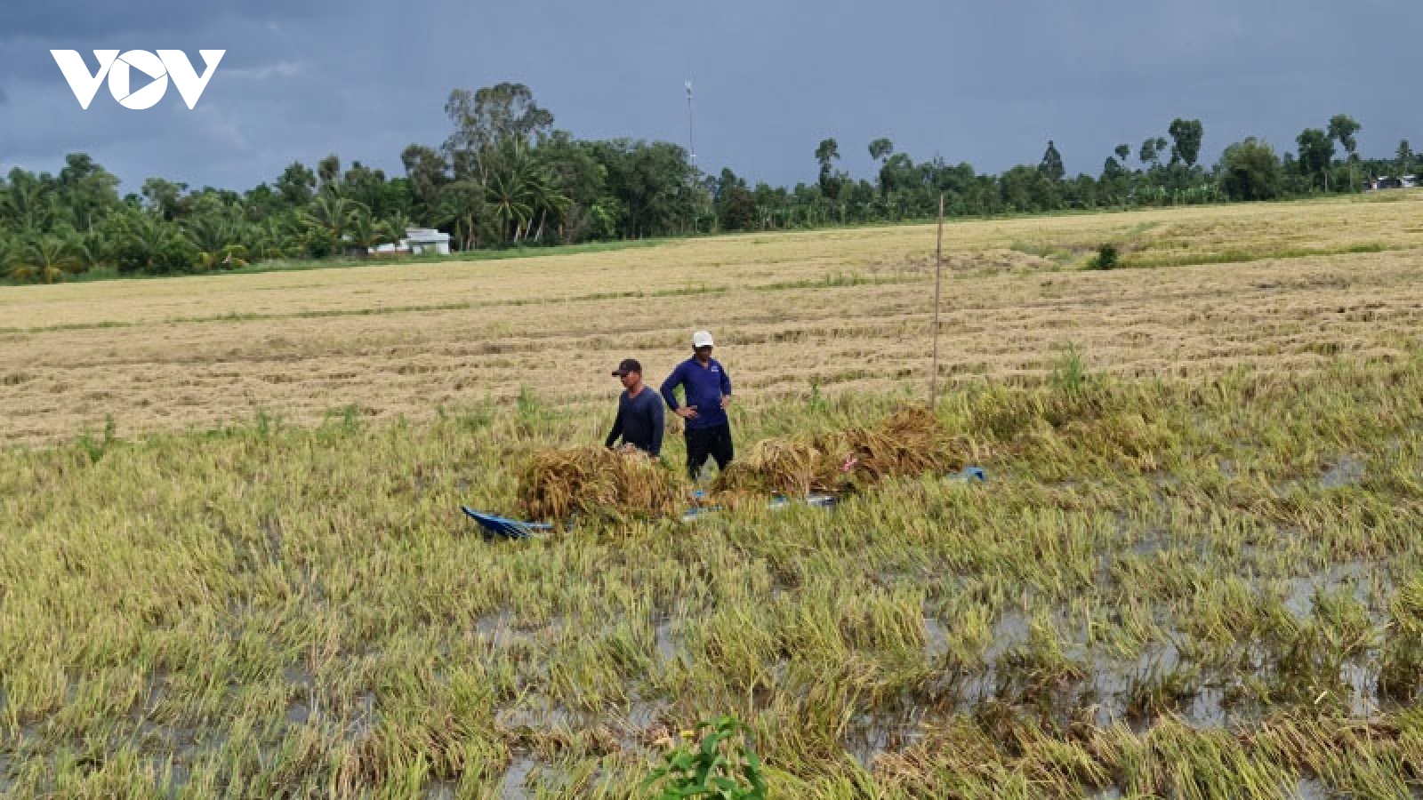 Đồng bằng sông Cửu Long mưa dầm, lốc xoáy tiếp tục gây nhiều thiệt hại