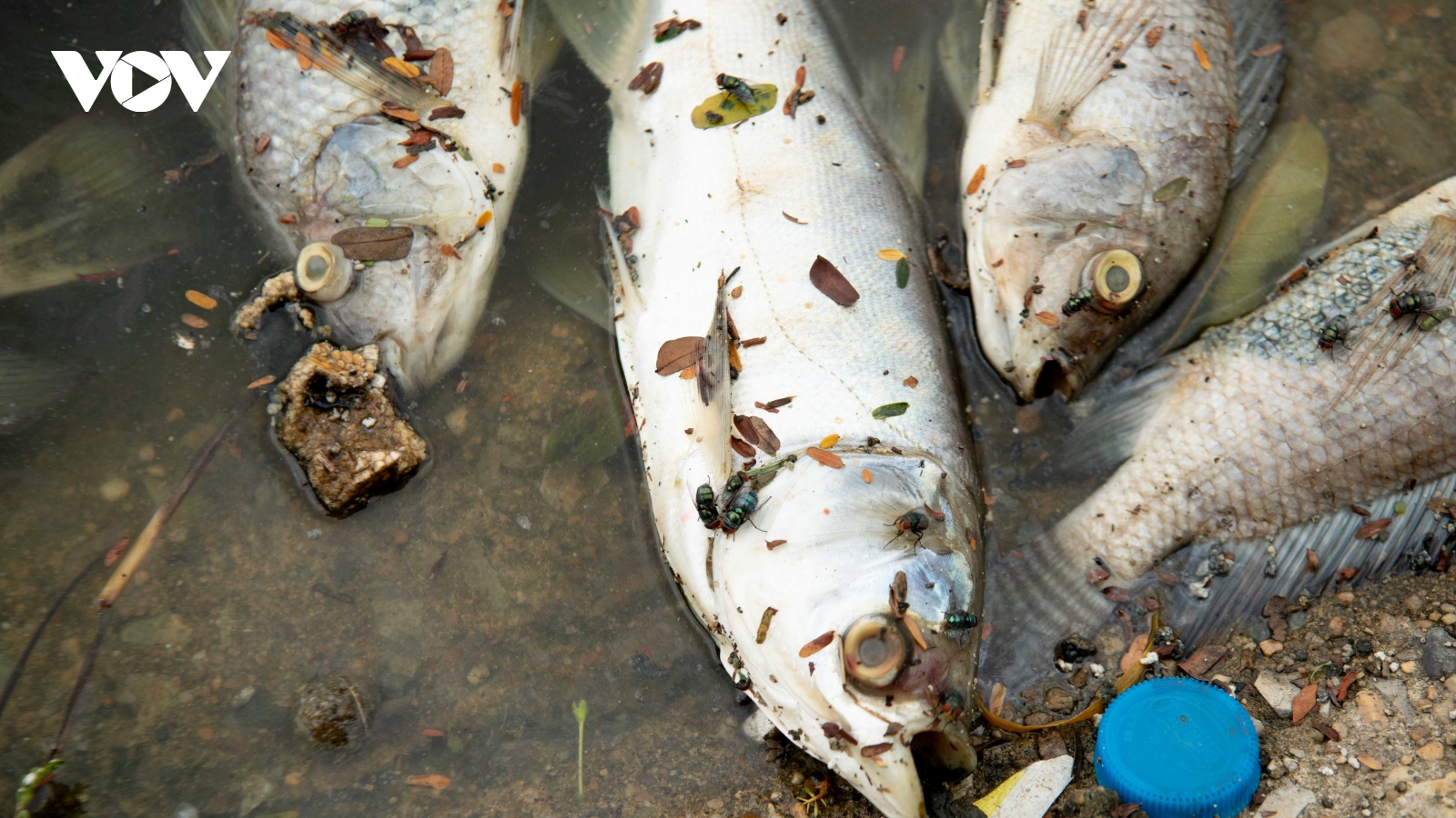 Nguyên nhân cá chết hồ Linh Đàm được xác định là do mưa lớn, thiếu oxy
