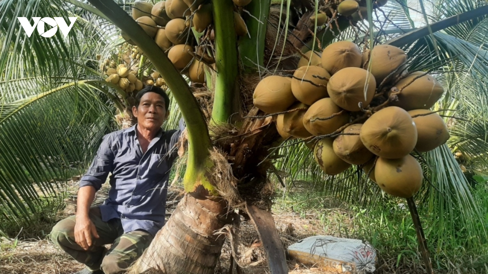 Doanh nghiệp và nhà vườn mong trái dừa tươi sớm xuất khẩu sang Trung Quốc