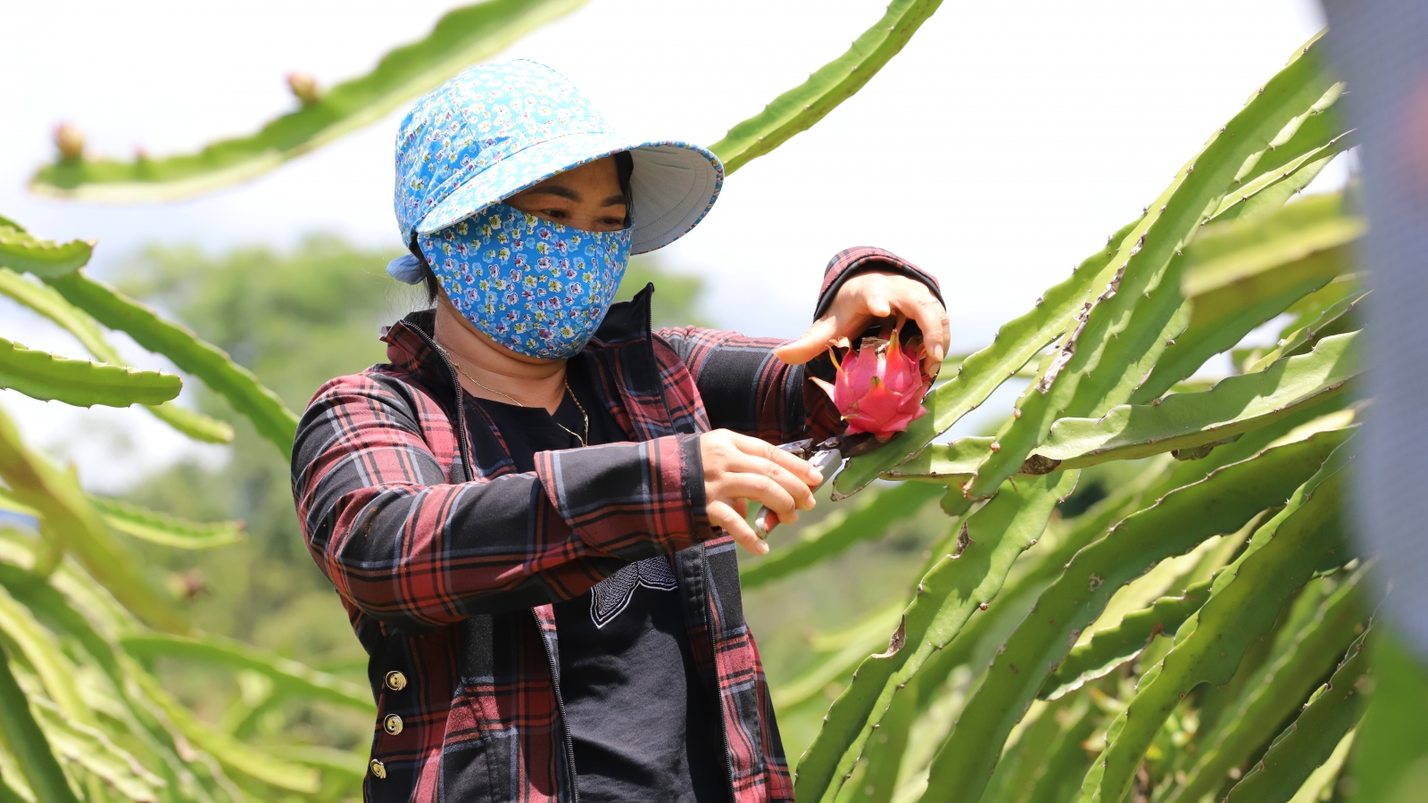 Hỗ trợ sinh kế, tạo động lực thoát nghèo nơi vùng cao Sơn La