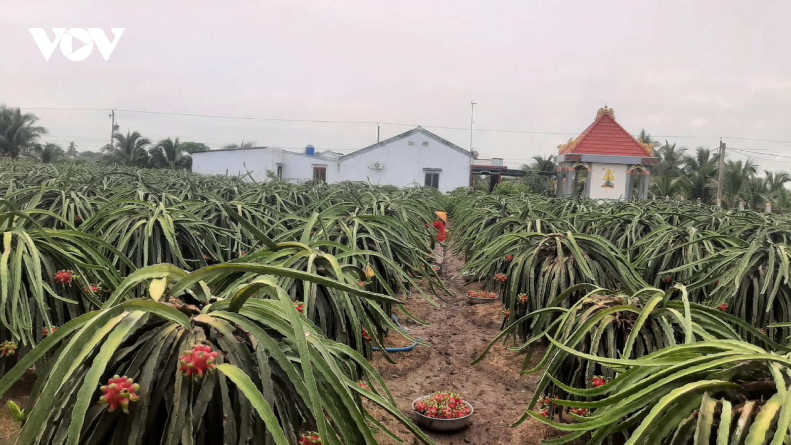 Tiền Giang có hơn 20.300 ha vườn cây ăn trái có mã số vùng trồng để xuất khẩu