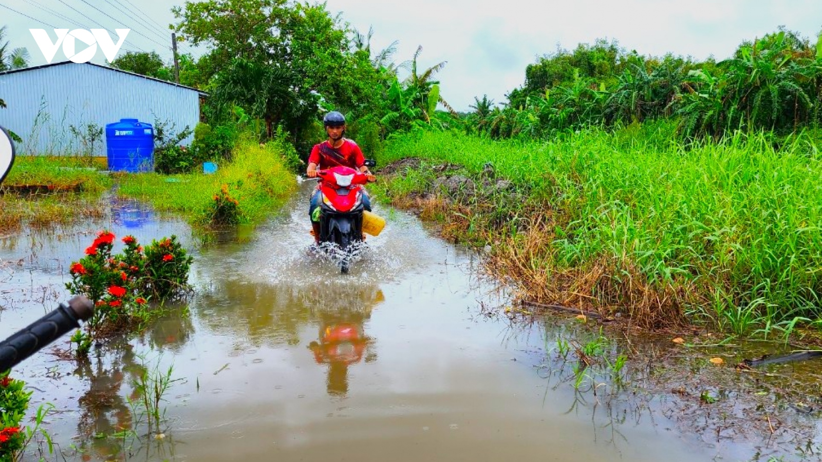 Ngập lụt ảnh hưởng lúa tôm, hoa màu của người dân Cà Mau