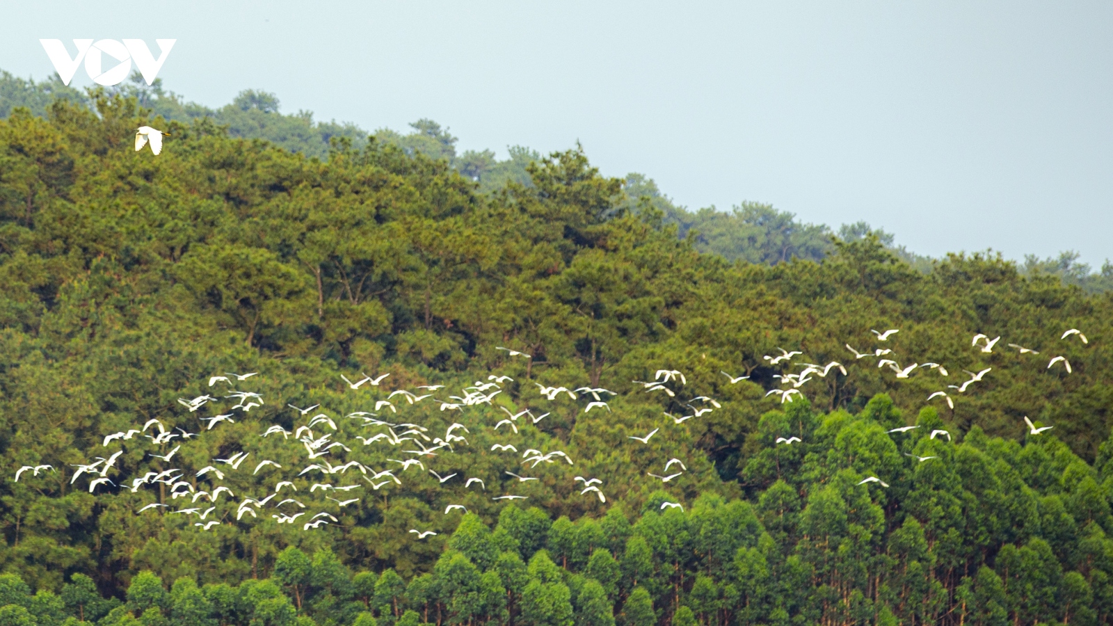 Bình yên những cánh cò trắng giữa lòng hồ Yên Trung, Quảng Ninh