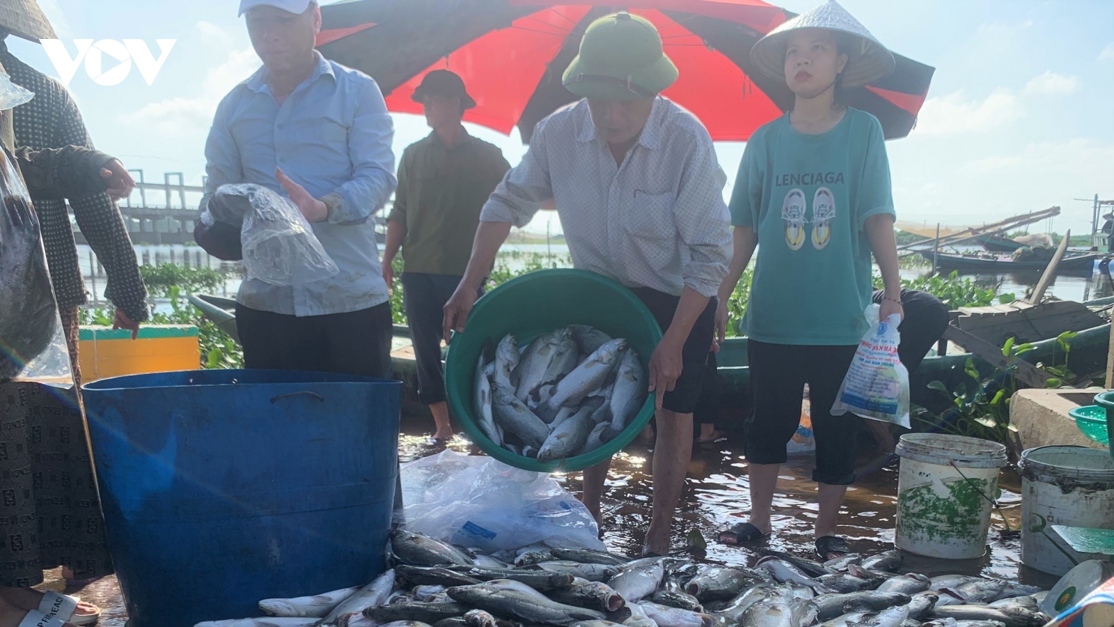 Nguyên nhân khiến hơn 50 tấn cá lồng bè của người dân Hà Tĩnh chết đồng loạt