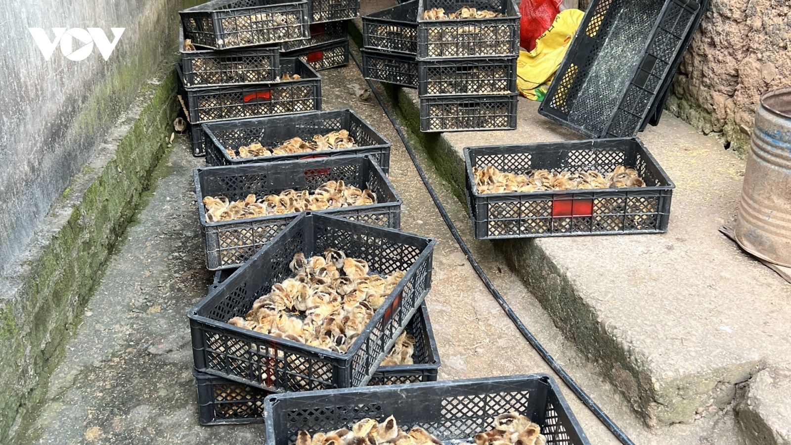 Lạng Sơn thu giữ gần 5.000 con gà giống nhập lậu