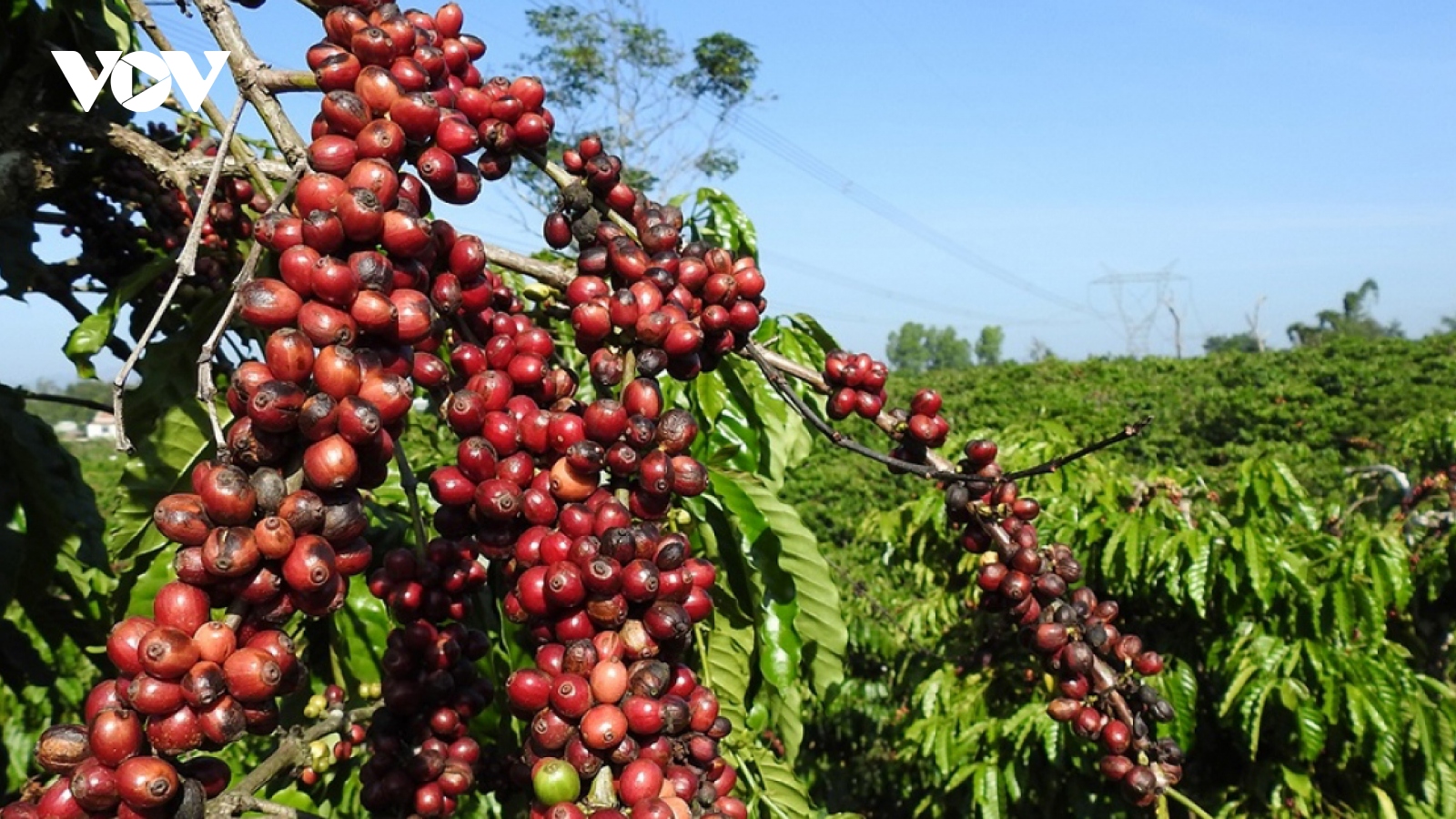 Vietnam ranks second among top five suppliers of coffee to Italy