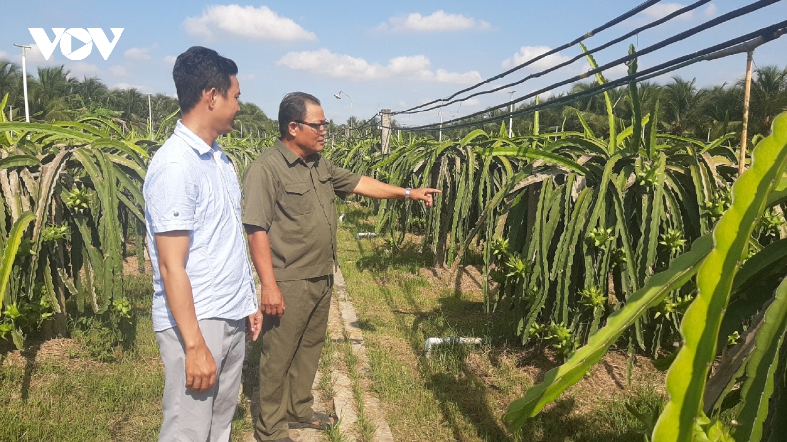 Những lão nông kiếm tiền tỷ ở Tiền Giang