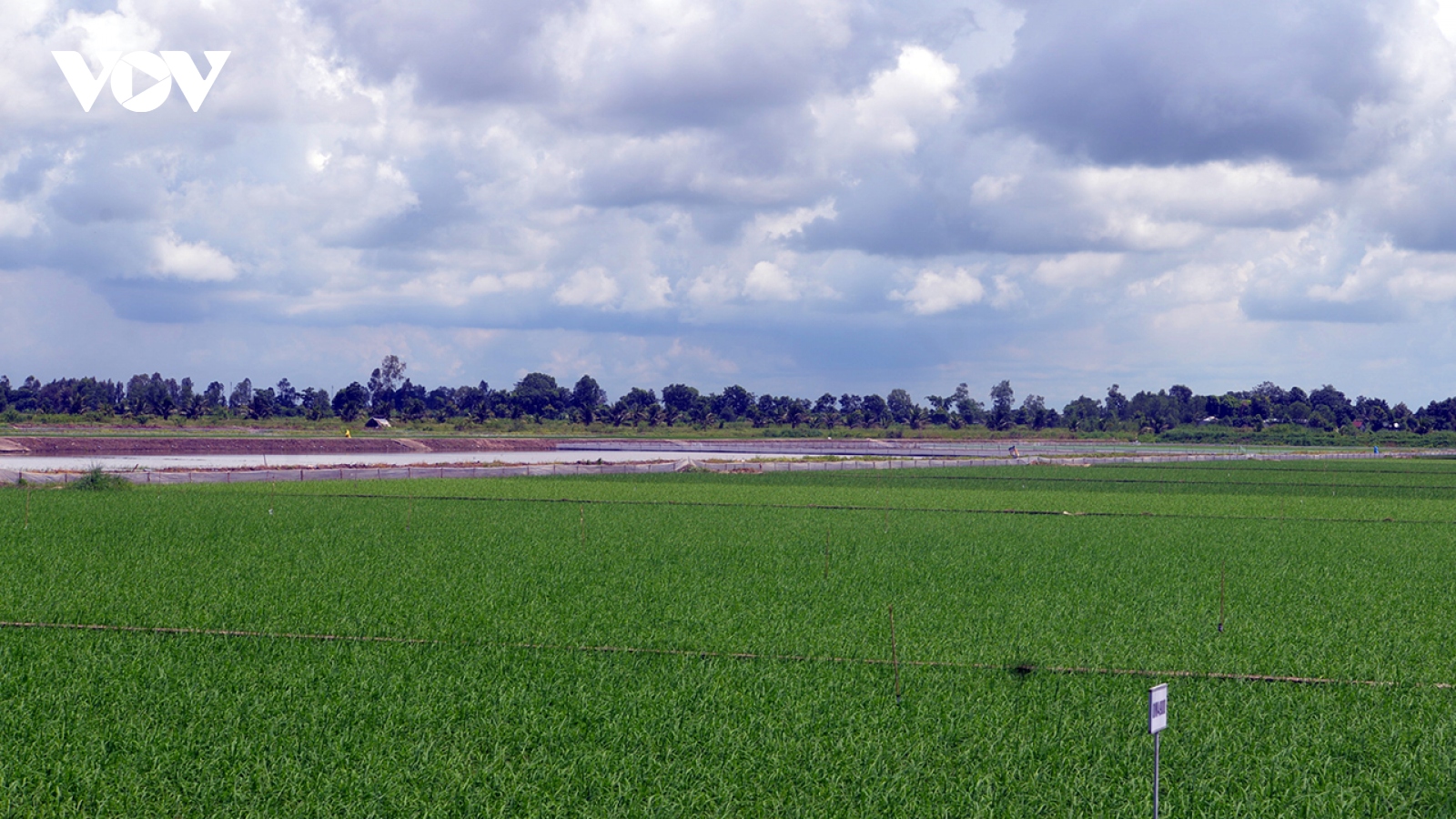 Sẵn sàng sản xuất lúa chuyên canh chất lượng cao gắn với tăng trưởng Xanh