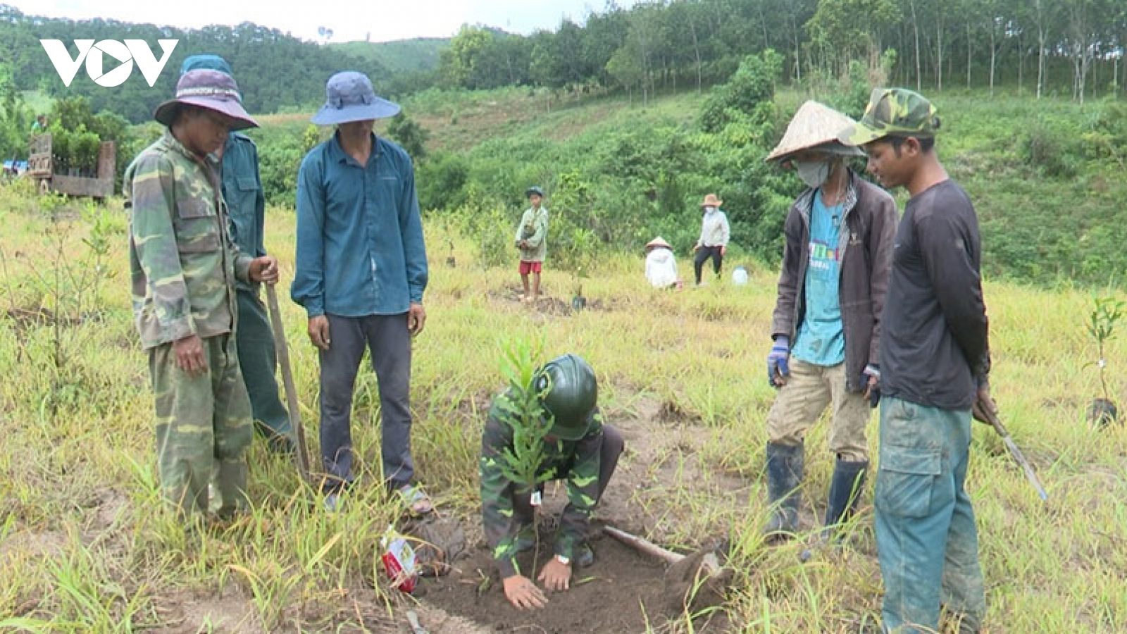 Hỗ trợ cây, con giống để bà con dân tộc thiểu số Kon Tum phát triển kinh tế