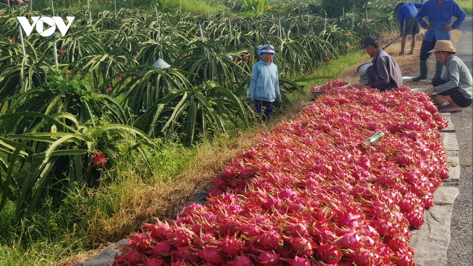 Tiền Giang: HTX nông nghiệp tăng về số lượng nhưng chất lượng chưa ổn định