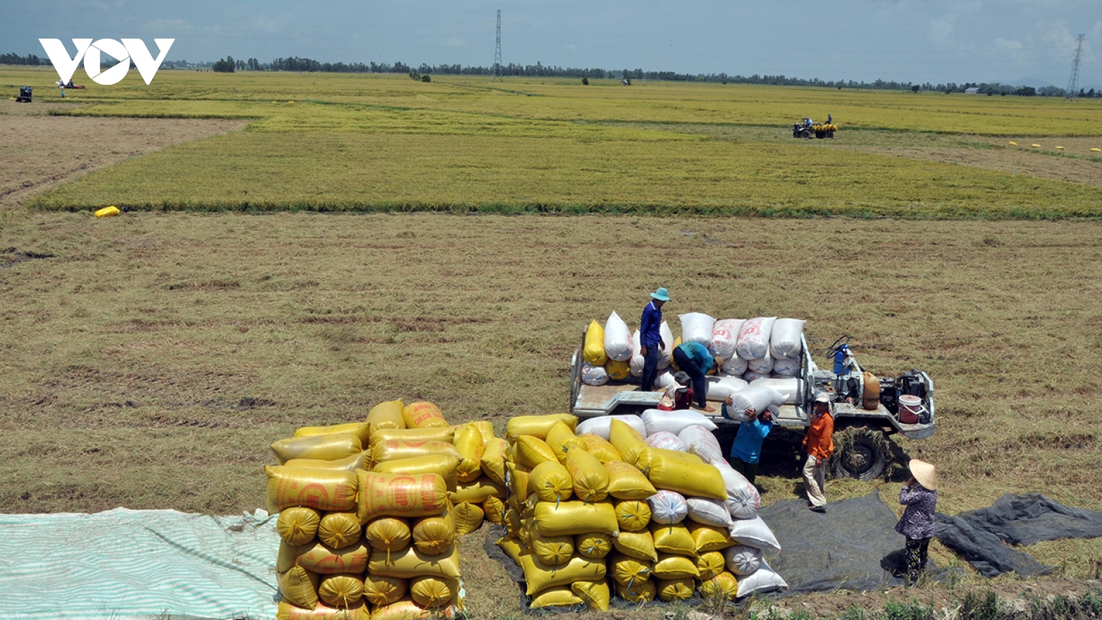 Giá lúa tăng cao, doanh nghiệp thiếu vùng nguyên liệu rất khó thu mua