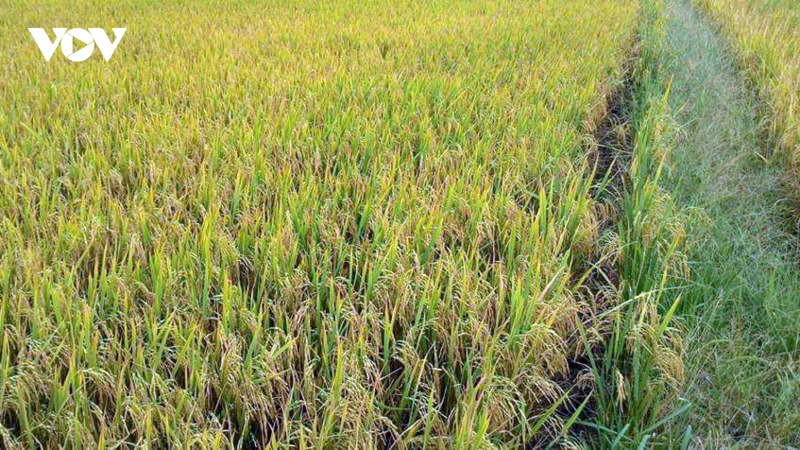 Giá lúa vụ Thu Đông tăng kỉ lục, nông dân Tiền Giang lãi khoảng 40 triệu đồng/ha
