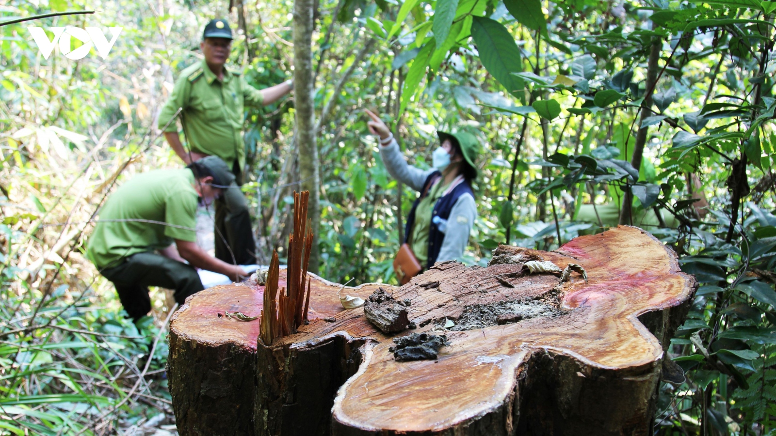 Hơn nửa năm vẫn chưa tìm ra đối tượng phá rừng phòng hộ Vân Canh