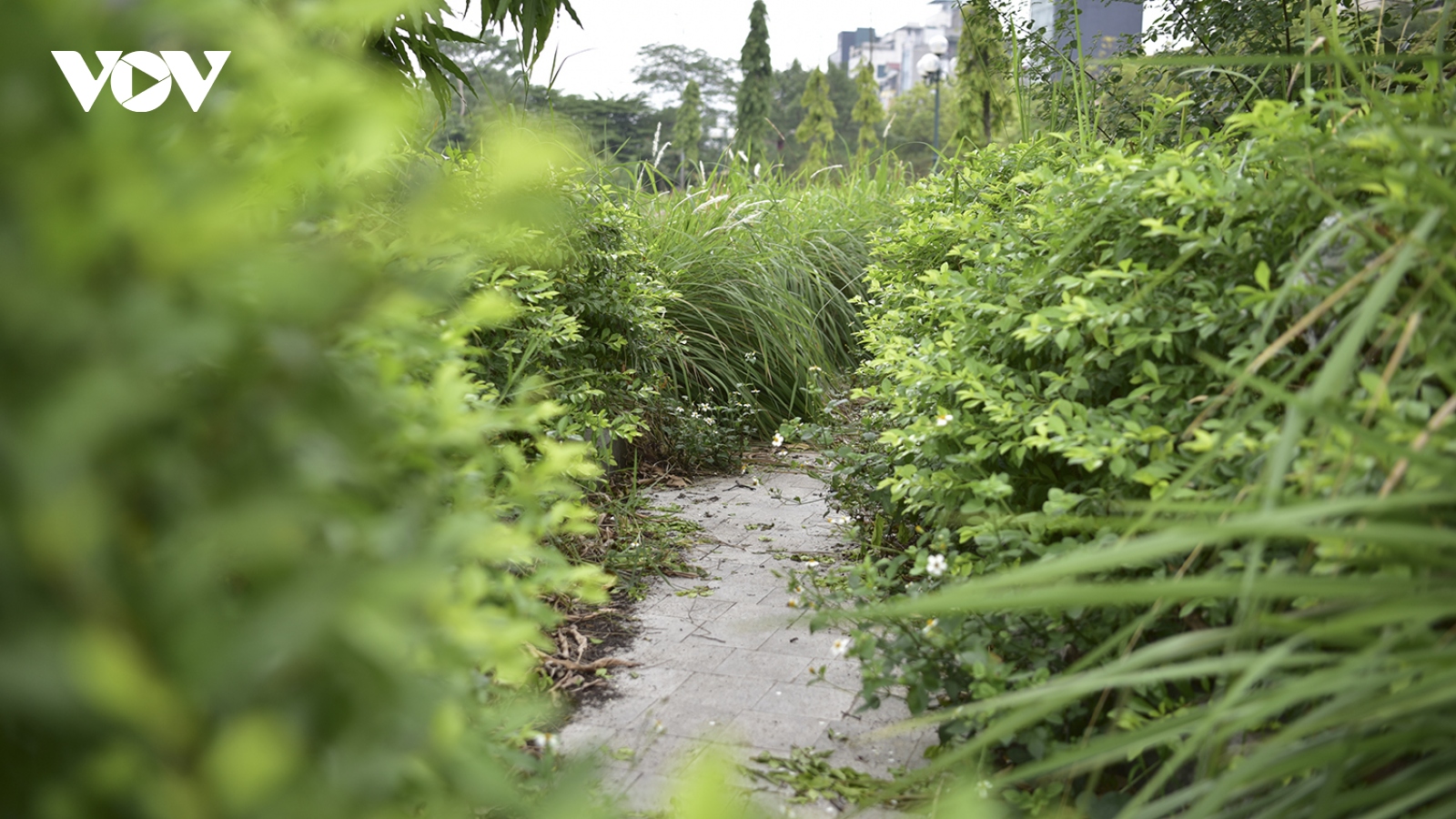 Công viên hàng trăm tỷ tại Hà Nội xuống cấp, nhếch nhác, cỏ mọc um tùm
