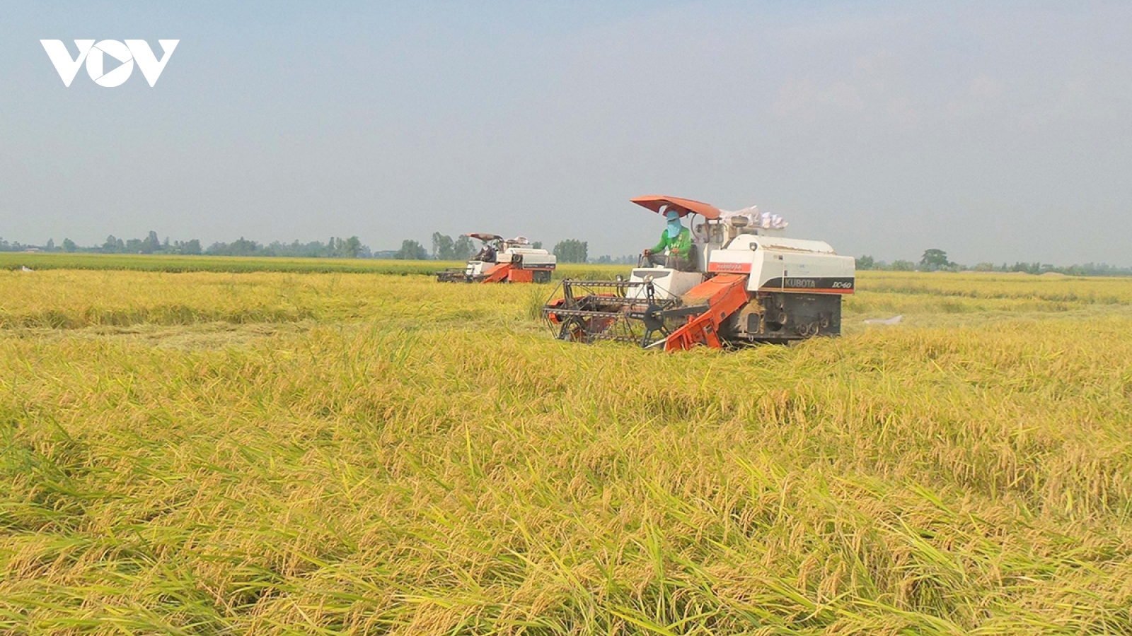 Đột phá trong tổ chức lại sản xuất ngành hàng lúa gạo