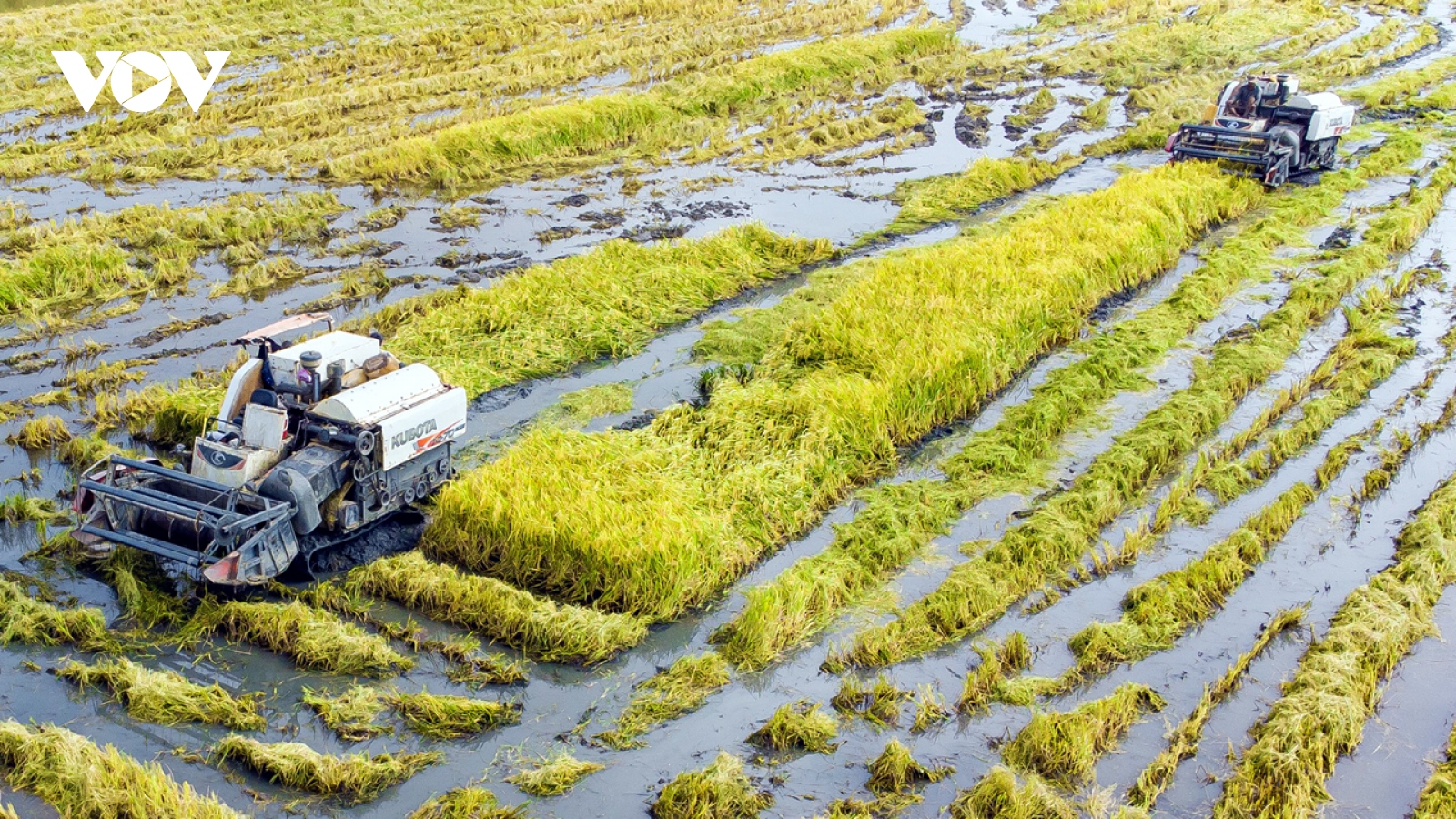 Người dân Cà Mau trúng mùa được giá lúa trên đất nuôi tôm