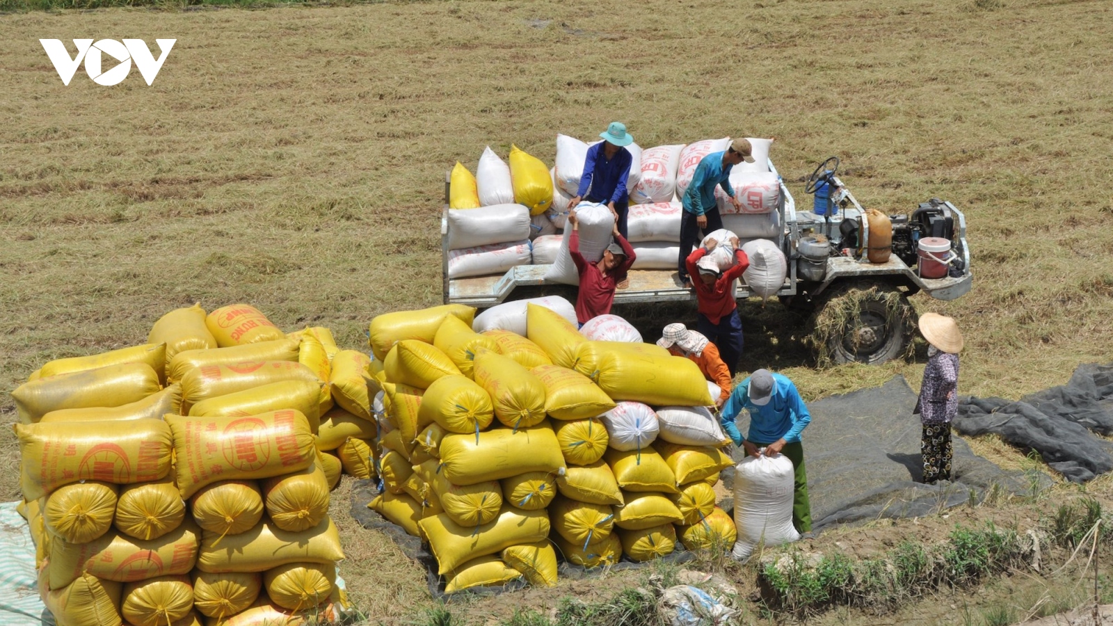 Đảm bảo xuất khẩu hơn 8 triệu tấn gạo