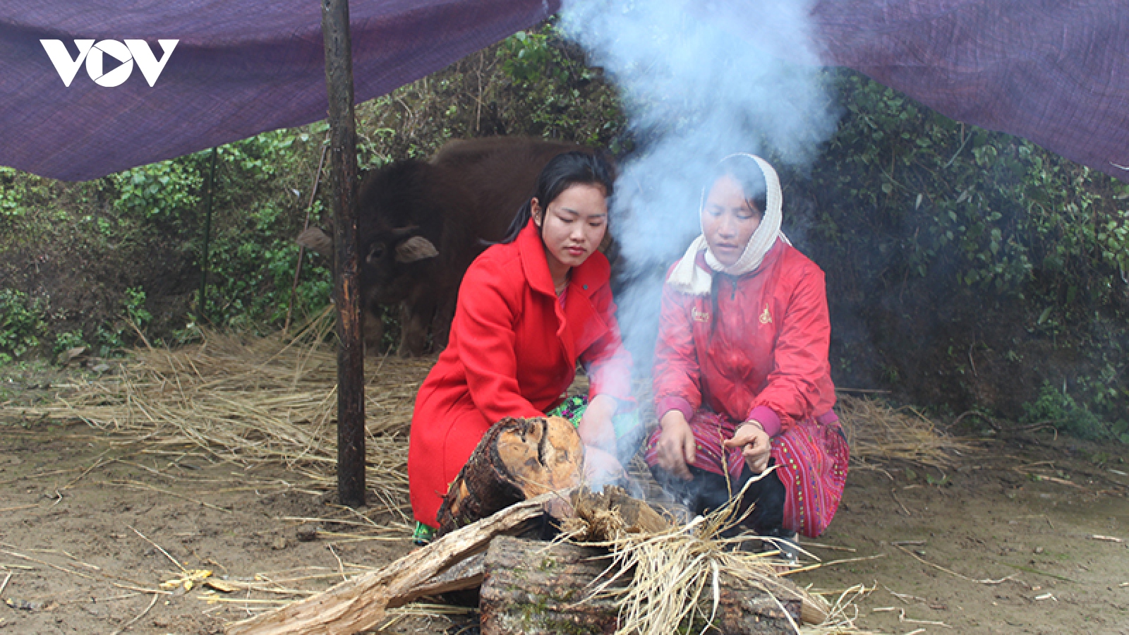 Nhiều phương án phòng chống đói, rét cho đàn vật nuôi ở Sơn La