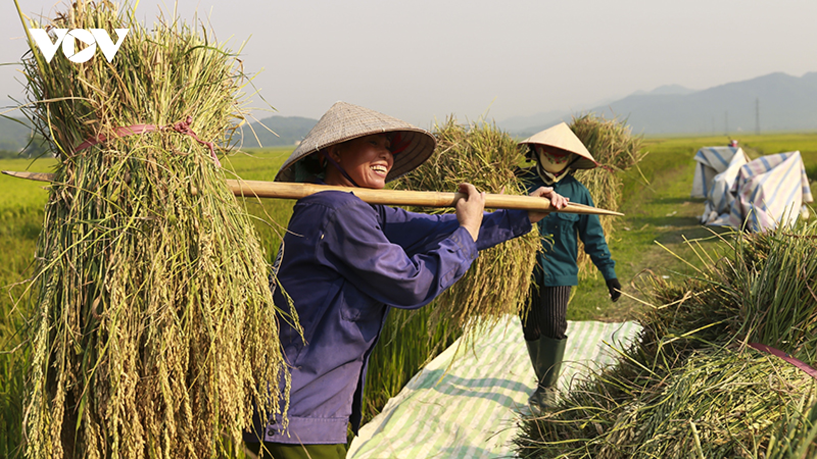 Hơn 1.000 hộ nông dân Điện Biên thoát nghèo.